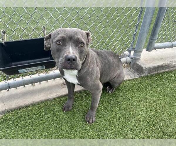 Medium Photo #1 American Staffordshire Terrier-Unknown Mix Puppy For Sale in Grand Prairie, TX, USA