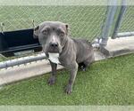 Small American Staffordshire Terrier Mix