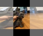Small Photo #1 French Bulldog Puppy For Sale in CASCO, MI, USA