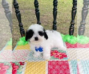 Maltipoo Puppy for sale in BELDING, MI, USA