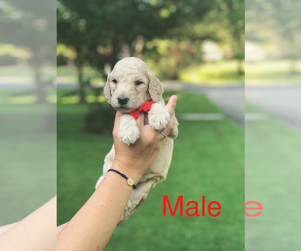 Medium Photo #8 Goldendoodle-Poodle (Standard) Mix Puppy For Sale in PINEVILLE, LA, USA