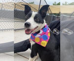 Australian Terrier-Unknown Mix Dogs for adoption in Tulsa, OK, USA