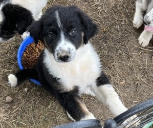 Australian Shepherd-Great Pyrenees Mix Dogs for adoption in LUCASVILLE, OH, USA