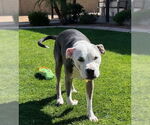 Small #5 Bullboxer Pit