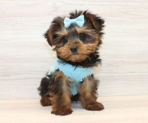 Yorkshire Terrier Puppy for sale in LAS VEGAS, NV, USA