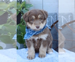 Small Photo #5 Golden Retriever Puppy For Sale in ROCKY MOUNT, VA, USA