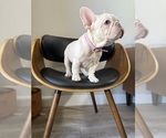 Small #3 French Bulldog