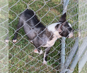 Mother of the Boston Terrier puppies born on 06/06/2025