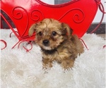 Small Photo #2 Yorkshire Terrier Puppy For Sale in WEBSTER, FL, USA