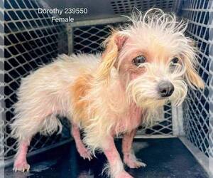 Mutt Dogs for adoption in New York, NY, USA