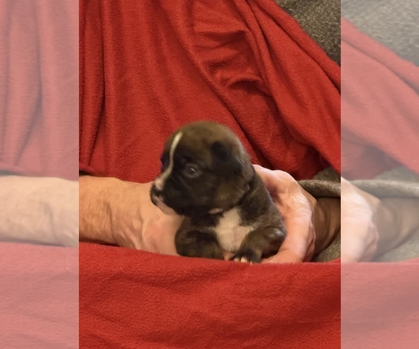 Medium Photo #2 Boxer Puppy For Sale in LANSING, MI, USA