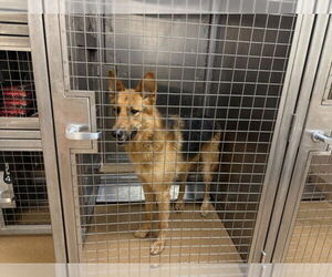 German Shepherd Dog Dogs for adoption in Martinez, CA, USA