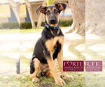 Small #5 German Shepherd Dog Mix