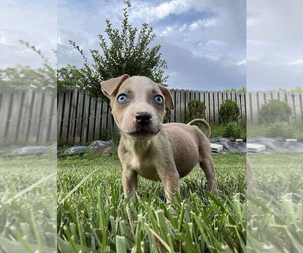 Medium Photo #1 Boxer-Unknown Mix Puppy For Sale in Aurora, IN, USA