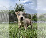 Small Boxer Mix
