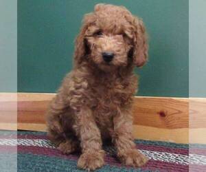 Goldendoodle (Miniature) Puppy for sale in THORP, WI, USA