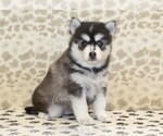 Small #3 Pomsky
