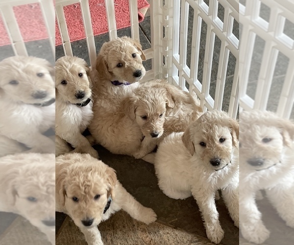 Medium Photo #4 Goldendoodle Puppy For Sale in RENO, NV, USA