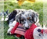 Taco - Female Bernedoodle (Miniature) Puppy for Sale - Photo #3