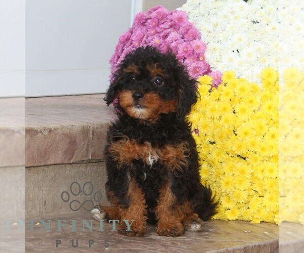 Medium Photo #4 Cavapoo Puppy For Sale in NOTTINGHAM, PA, USA