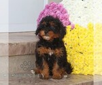 Small #3 Cavapoo