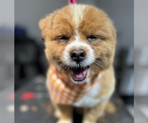 Mutt Dogs for adoption in Brooklyn, NY, USA