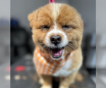 Small Mutt