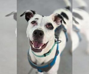 Riley - Female Dalmatian-Unknown Mix Dog for Adoption - Photo #3
