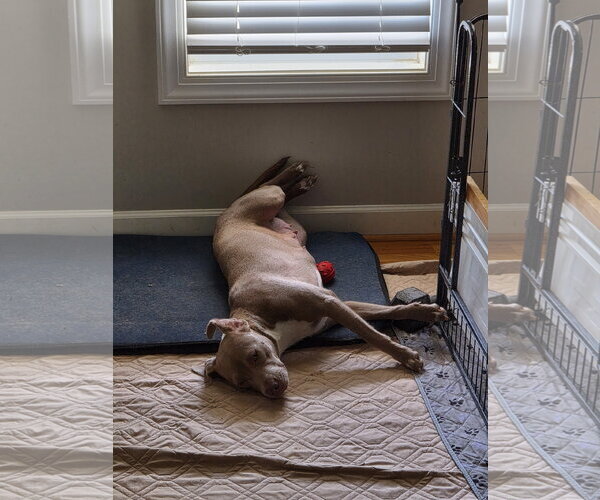 Medium Photo #6 Labrador Retriever-Unknown Mix Puppy For Sale in Holly Springs, NC, USA