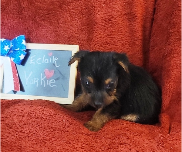 Medium Photo #17 Yorkshire Terrier Puppy For Sale in AKRON, OH, USA