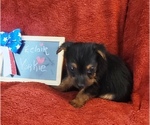 Small #5 Yorkshire Terrier