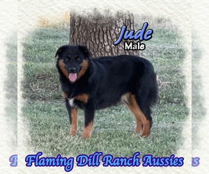 Miniature Australian Shepherd Puppy for sale in FORESTBURG, TX, USA