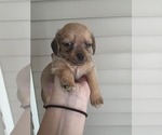 Small #2 Dachshund-Shorkie Tzu Mix