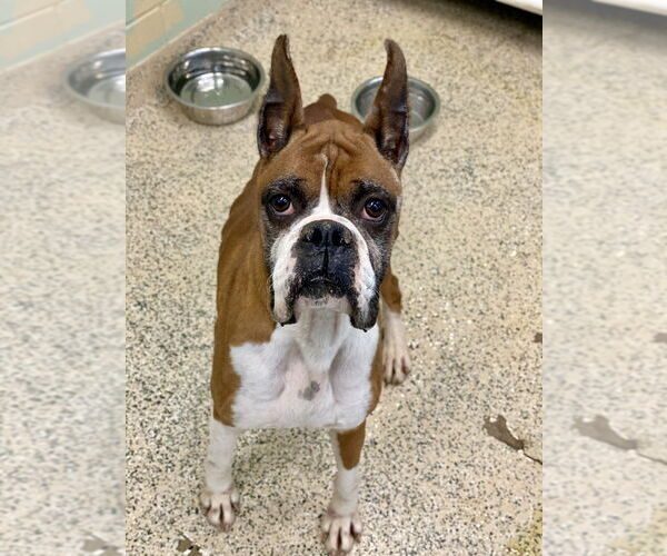 Medium Photo #3 Boxer Puppy For Sale in Austin, TX, USA