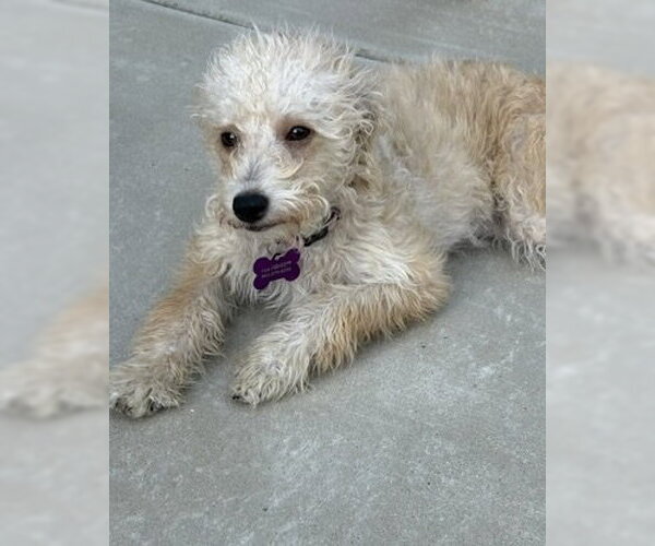Medium Photo #7 Poodle (Miniature)-Unknown Mix Puppy For Sale in Corona, CA, USA