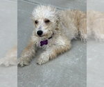 Small #6 Poodle (Miniature) Mix