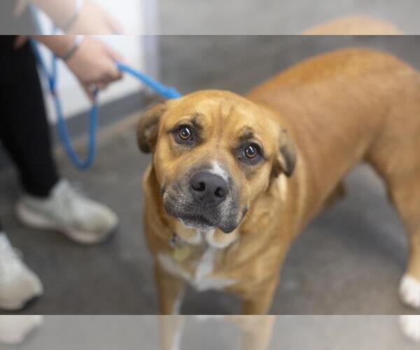 Medium Photo #1 American Staffordshire Terrier-Unknown Mix Puppy For Sale in Mountain Home, AR, USA