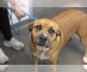 American Staffordshire Terrier-Unknown Mix Dogs for adoption in Mountain Home, AR, USA