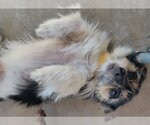 Small Photo #3 Toxirn Puppy For Sale in San Antonio, TX, USA
