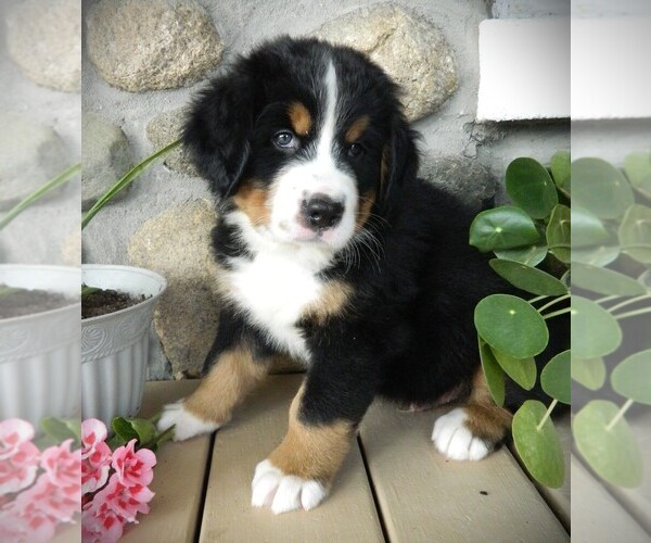 Medium Photo #15 Bernese Mountain Dog Puppy For Sale in CLARE, MI, USA