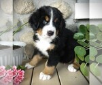 Puppy Jimmy Bernese Mountain Dog