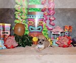 Small Photo #17 Chihuahua Puppy For Sale in CHARLESTON, AR, USA