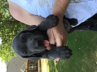 Weimaraner Puppy for sale in FUQUAY VARINA, NC, USA