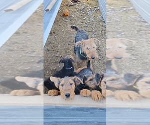 Airedale Terrier Puppy for sale in STEEDMAN, MO, USA