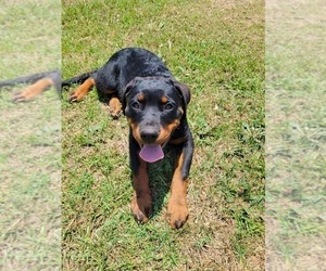 Rottweiler Puppy for sale in BENSON, NC, USA
