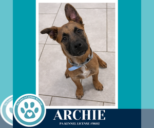 Mutt Dogs for adoption in Kimberton, PA, USA