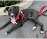 Small #2 Mutt