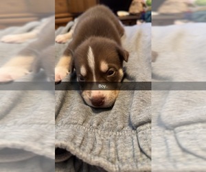 American Staffordshire Terrier-Siberian Husky Mix Puppy for sale in PROVIDENCE, RI, USA