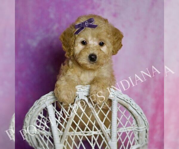 Medium Photo #7 Poodle (Toy) Puppy For Sale in WARSAW, IN, USA