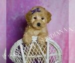 Small #6 Poodle (Toy)
